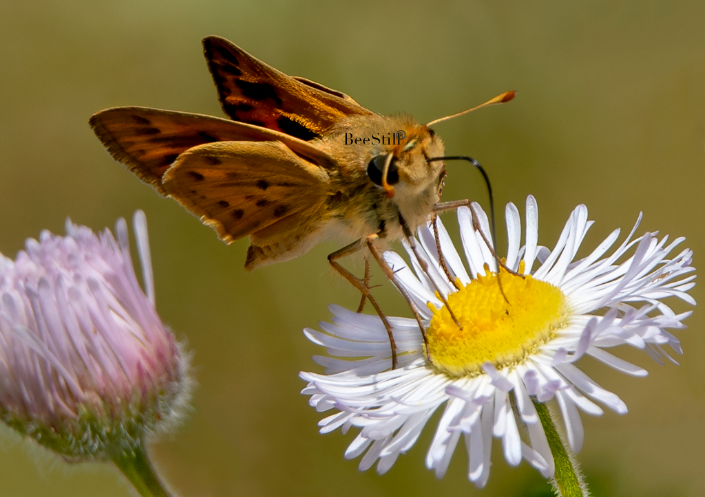 Skipper Butterfly, Alkali Marsh Aster SP-B-01