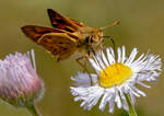 Skipper Butterfly, Alkali Marsh Aster SP-B-01