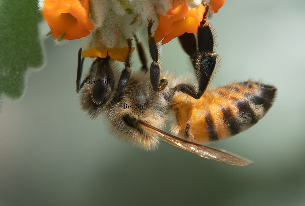 Body of Light: Honey Bee, Woolly Butterfly Bee Bush h-65