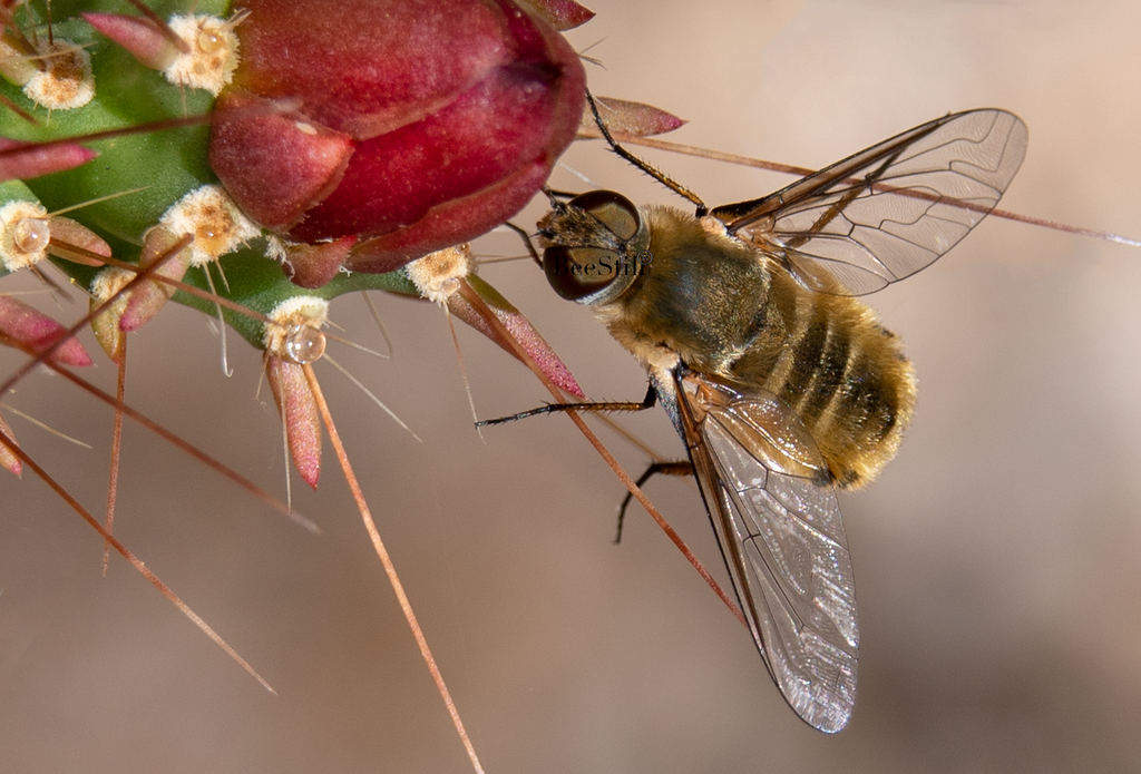 Bee Fly, Cholla SP-F