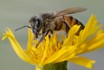 Honey Bee, Sow Thistle h-55