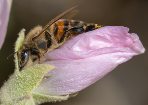 Honey Bee, Globe Mallow h-56