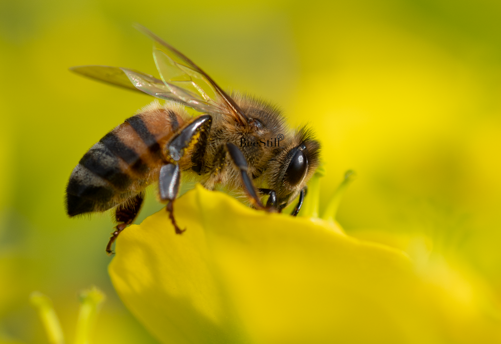 Honey Bee, Silver Spurge SP-HB-