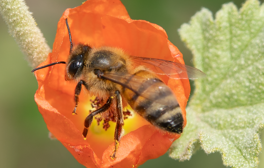 Honey Bee, Globe Mallow SP-HB-