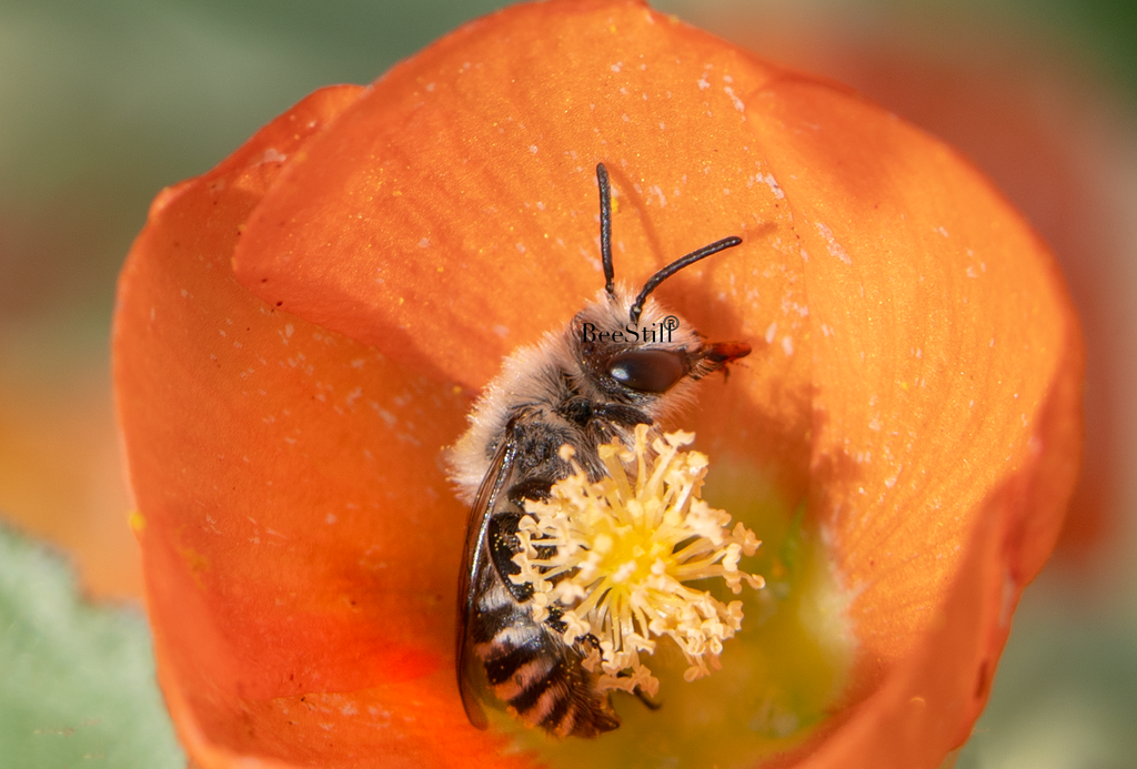 Polyester Bee, Globe Mallow SP-NB-