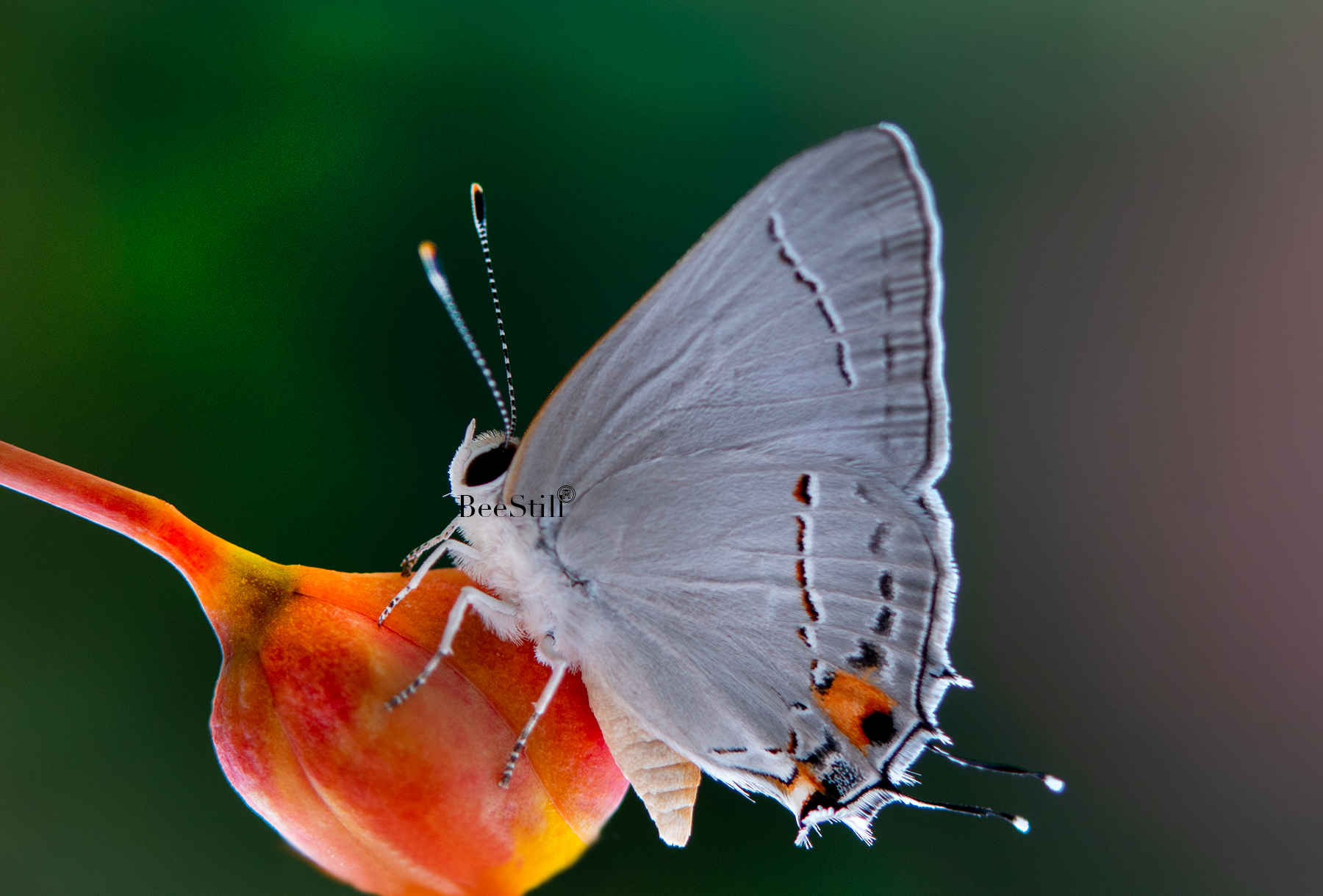 Gray Hairstreak butterfly, Red Bird of Paradise SP-B