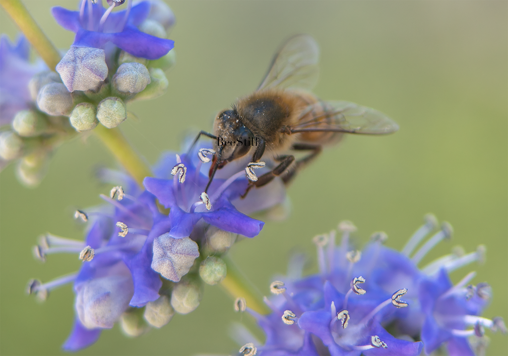 Honey Bee, Blue Chaste Tree SP-HB