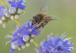 Honey Bee, Blue Chaste Tree SP-HB
