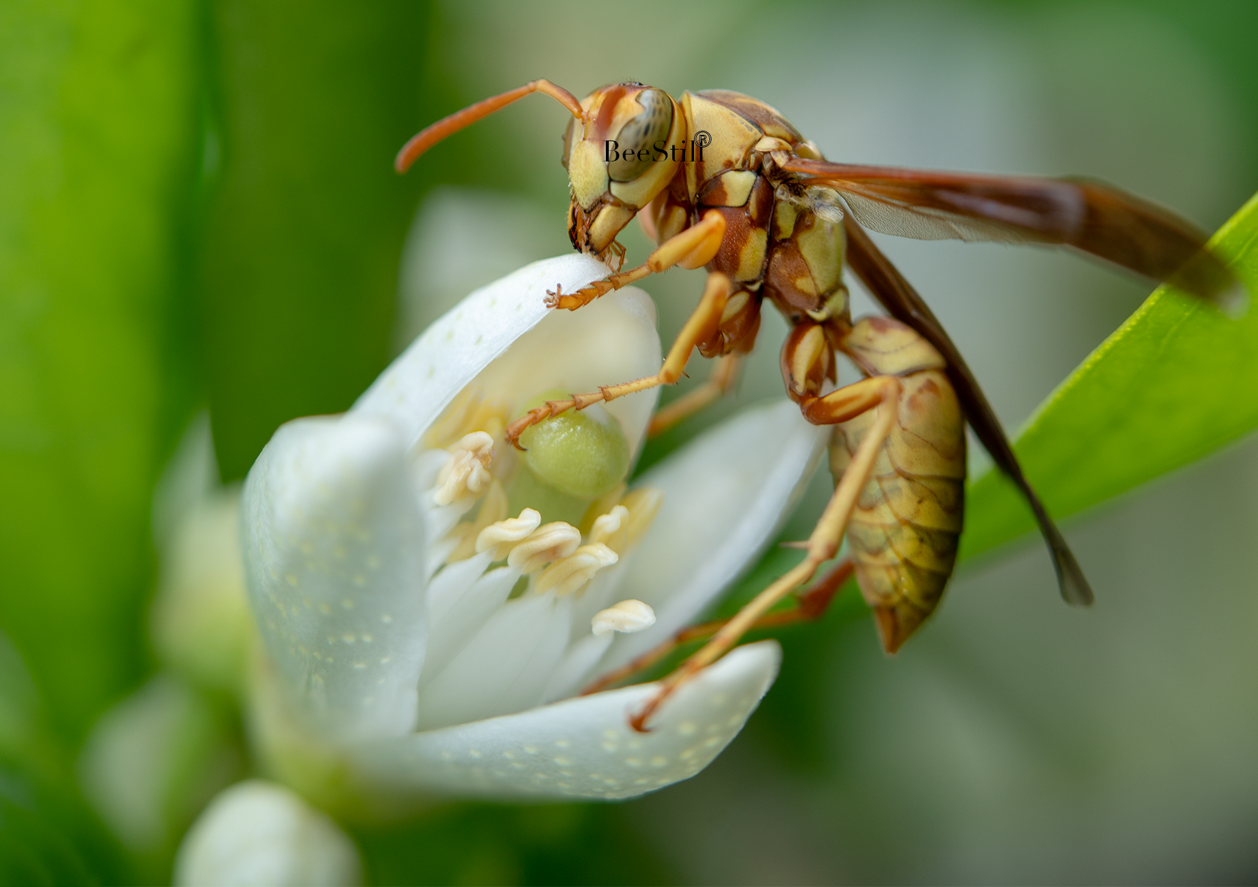 Golden Paper Wasp, female Polistes aurifer, Orange Blossom flower SP-W