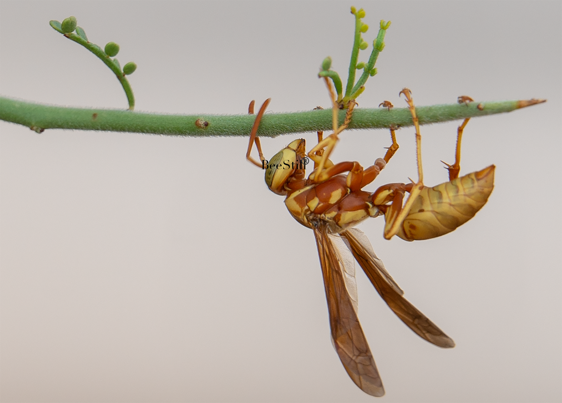 Golden Paper Wasp female Polistes aurifer Palo Verde Arizona 