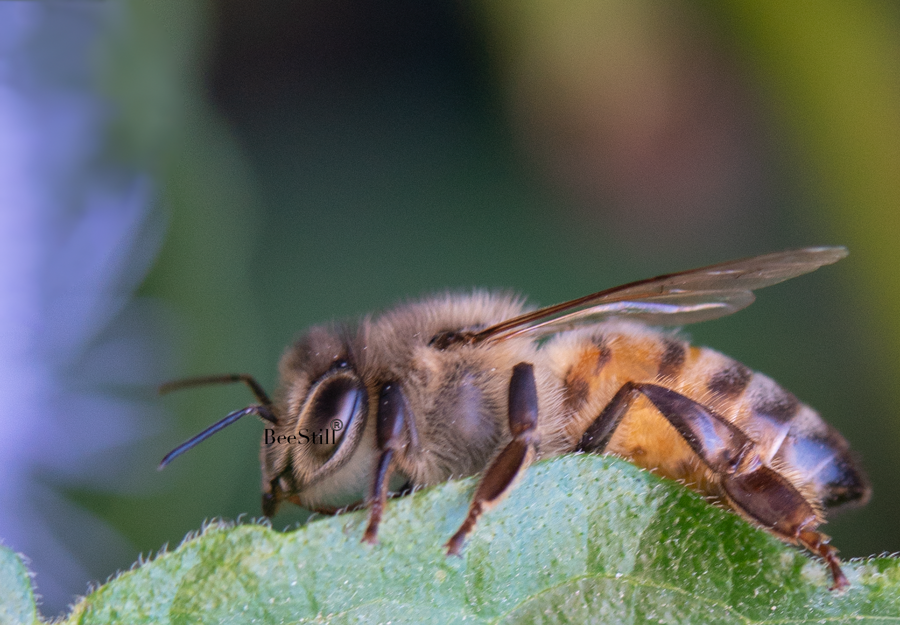 Honey Bee, Blue Mistflower leaf h-81