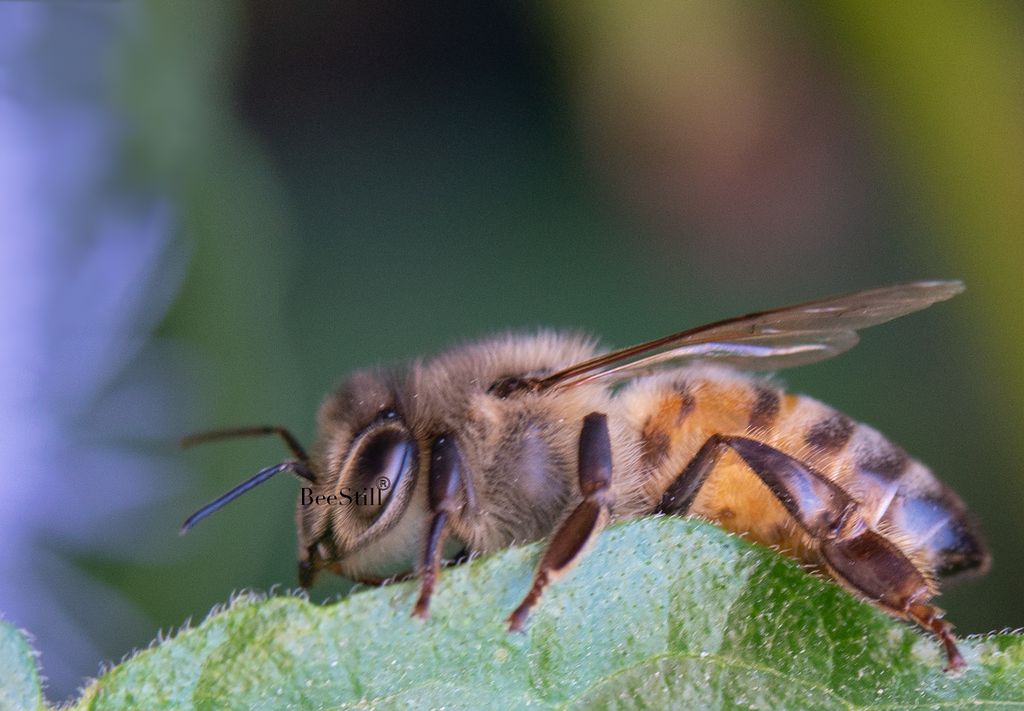 Honey Bee, Blue Mistflower leaf h-81