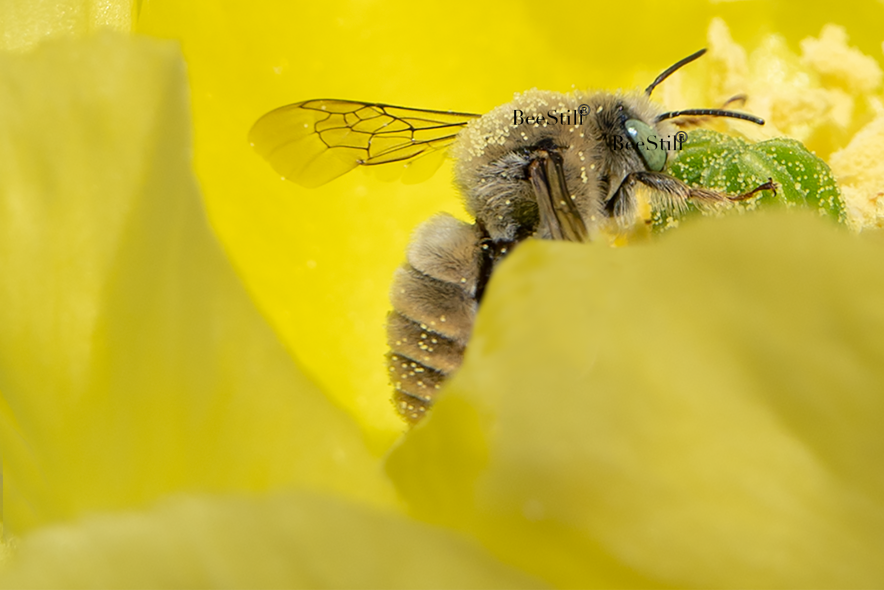 Digger Bee, Prickly Pear, SP-NB