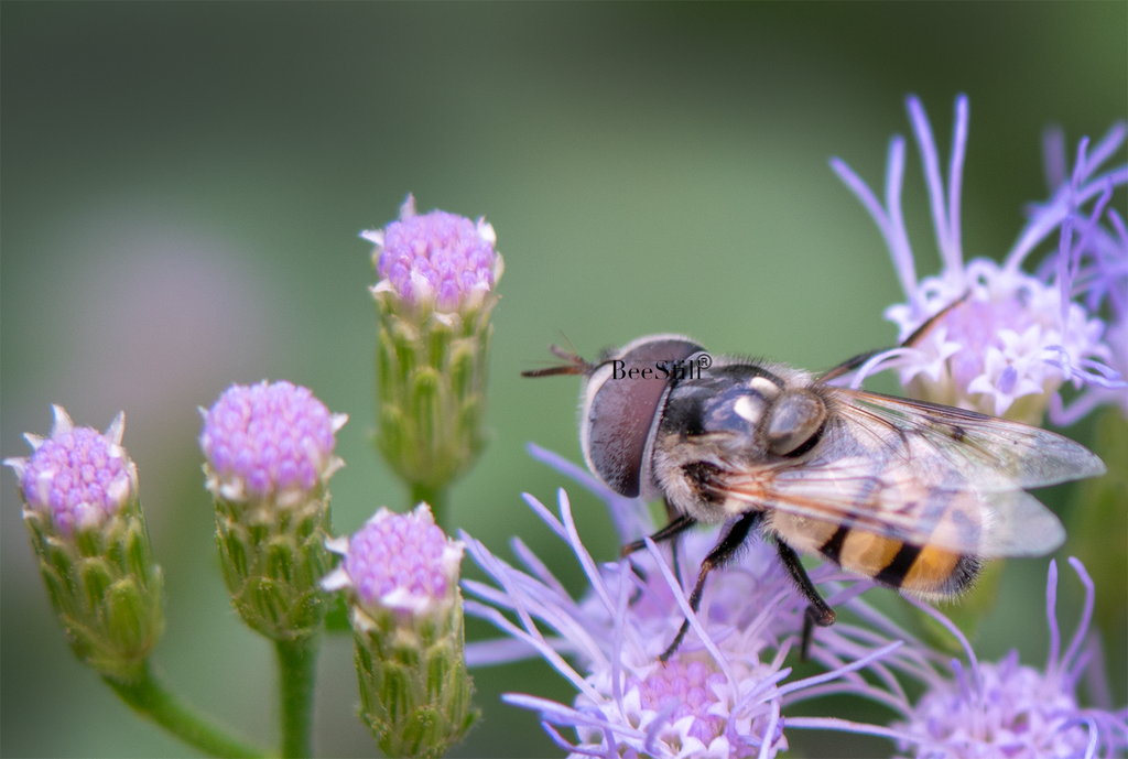 Flower Fly, Blue Mistflower SP-F