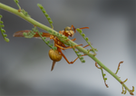 Golden Paper Wasp, female Polistes aurifer, Palo Verde SP-W
