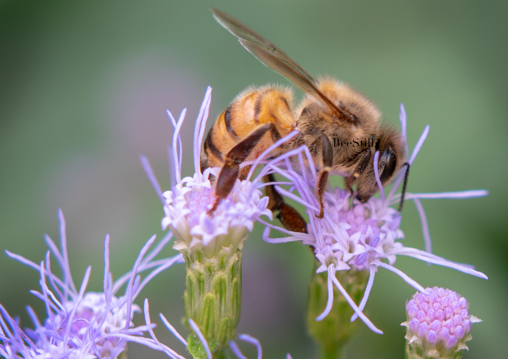 Honey Bee, Blue Mistflower, SP-HB