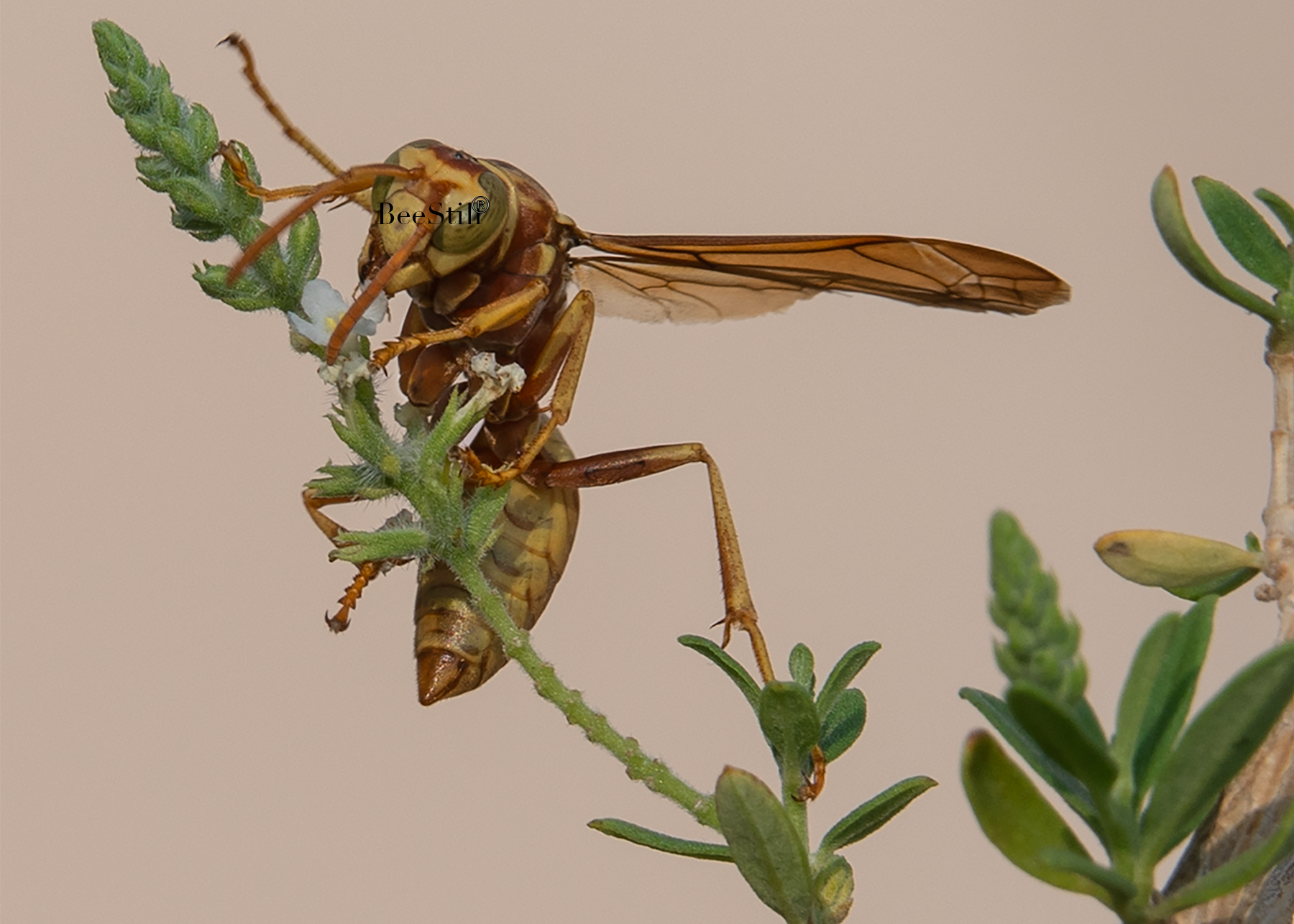 Golden Paper Wasp, Bee Brush h-90