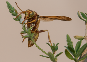 Golden Paper Wasp, Bee Brush h-90