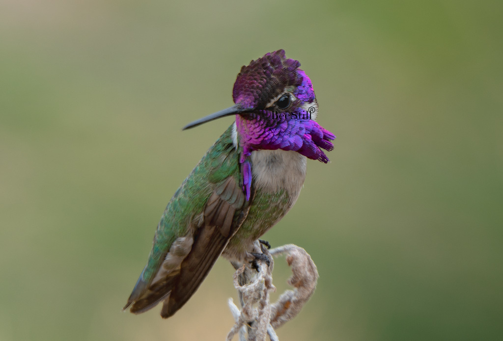 Costas Hummingbird SP-H