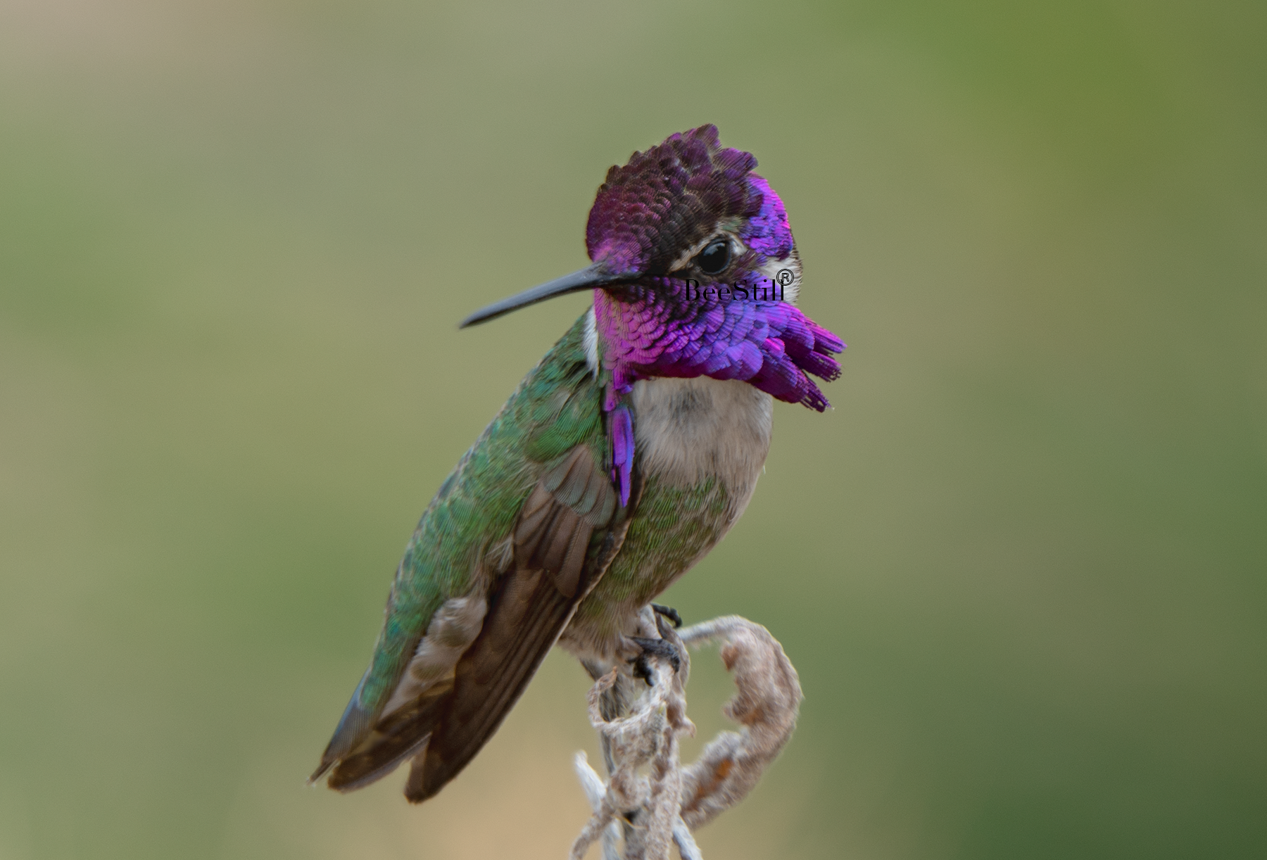 Honorable Mention: 2023 Arizona Wildlife Calendar