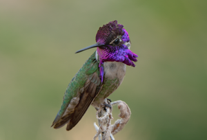 Honorable Mention: 2023 Arizona Wildlife Calendar