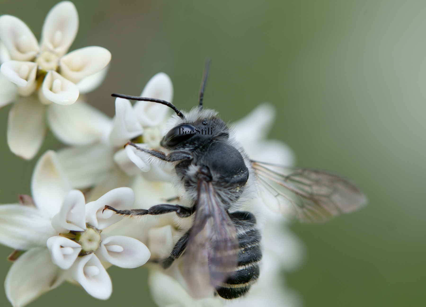 Leaf Cutter Bee, Pine Needle Milkweed h-92