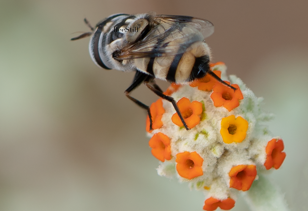 Flower Fly, Woolly Butterfly Bee Bush SP-F