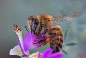 Honey Bee, Black Dalea h-95