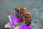 Honey Bee, Black Dalea SP-HB