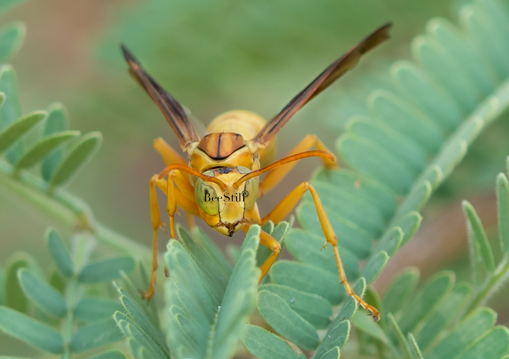 Golden Paper Wasp, male Polistes flavus, Mesquite SP-W