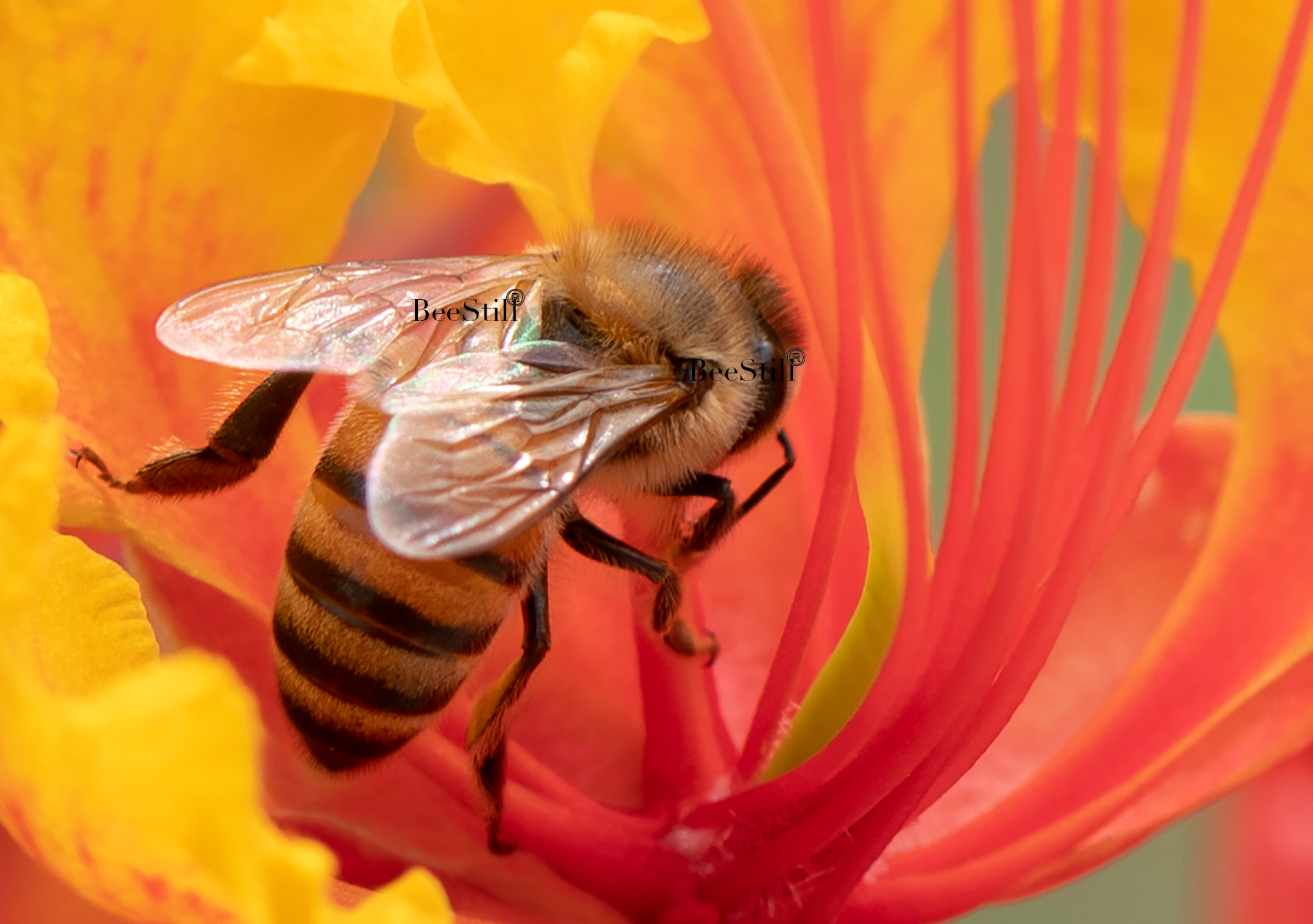 Honey Bee, Red  Bird of Paradise h-100
