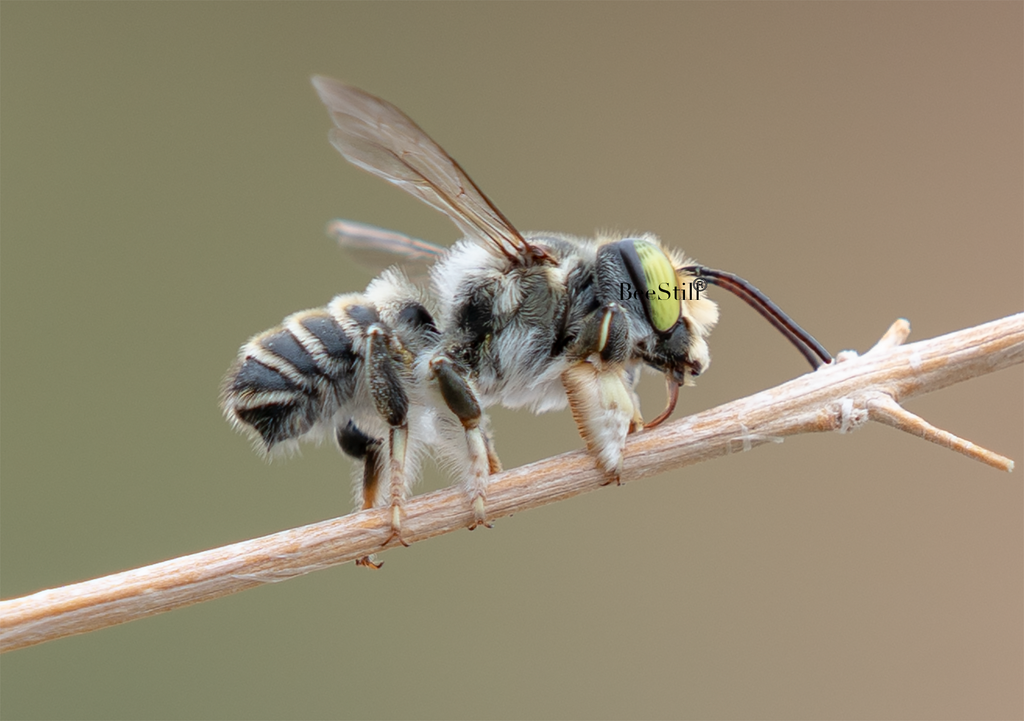 Leaf Cutter Bee (male Megachile), Bee Brush h-101