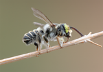 Leaf Cutter Bee (male Megachile), Bee Brush h-101