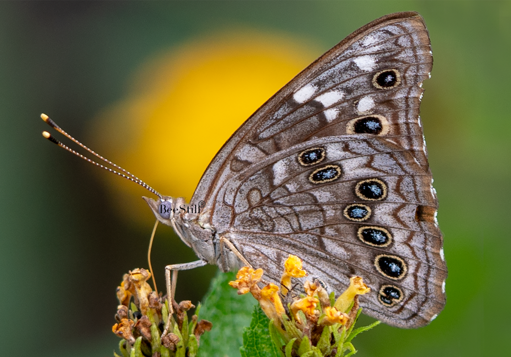 Empress Leilia, Lantana h-102