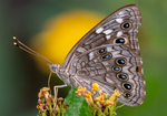 Empress Leilia, Lantana h-102