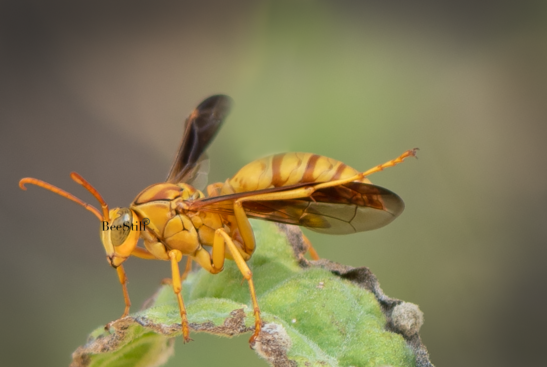 Golden Paper Wasp, male Polistes flavus, Canyon Ragweed SP-W