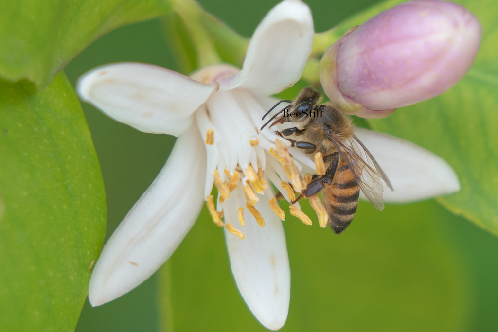 Honey Bee, Orange Blossom h-105