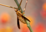 Golden Paper Wasp, female Polistes flavus, Red Bird of Paradise SP-W
