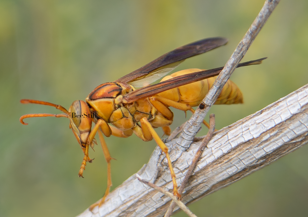 Golden Paper Wasp (male Polistes flavus), Desert Broom SP-W