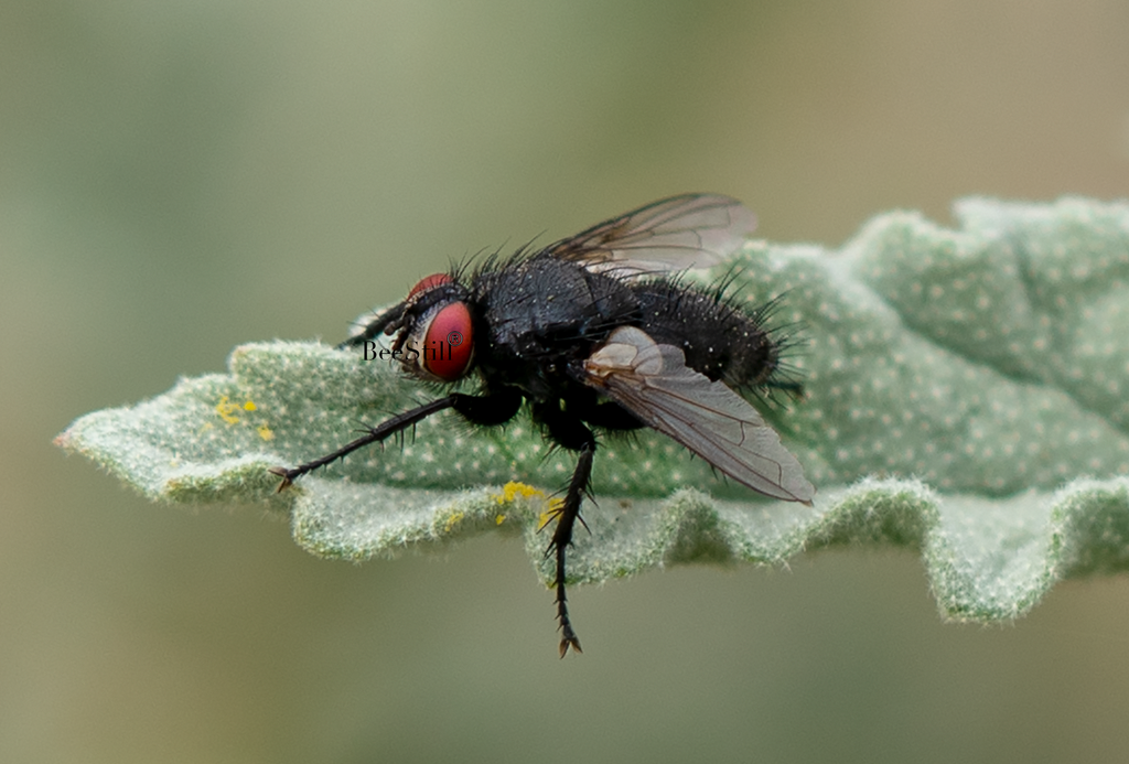 Leucostoma, Globe Mallow h-111