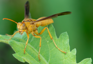 Golden Paper Wasp (male Polistes flavus), Canyon Ragweed h-114
