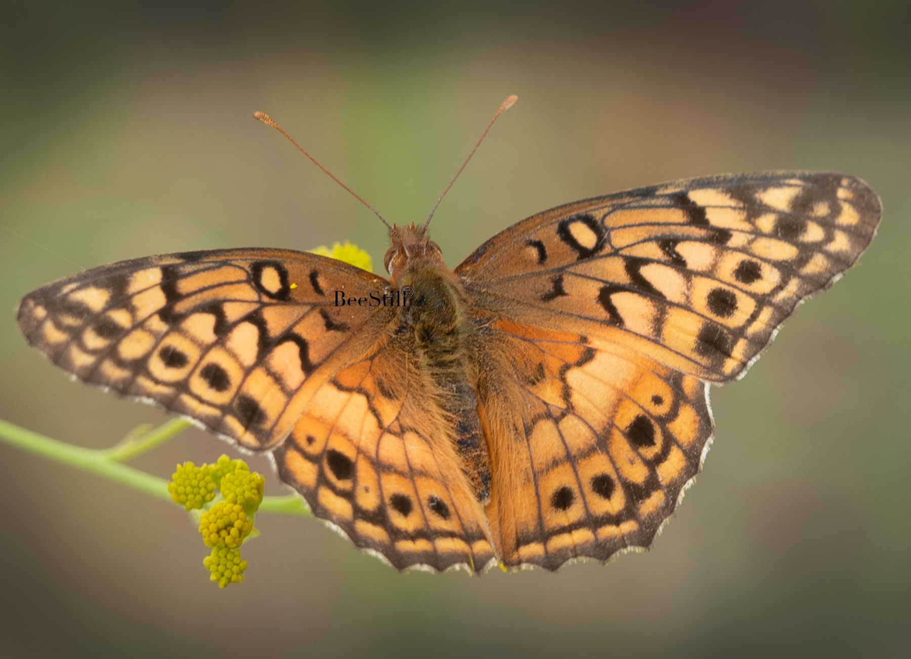 Variegated Fritillary, Thimblehead SP-B
