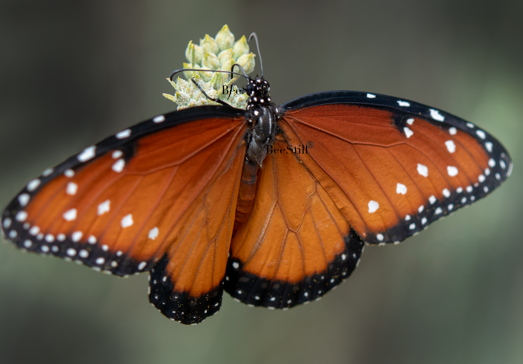 Queen, Desert Milkweed SP-B