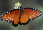 Queen, Desert Milkweed SP-B