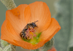Digger Bee, Globe Mallow h-118