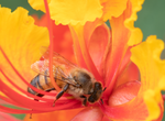 Honey Bee, Red Bird of Paradise SP-HB