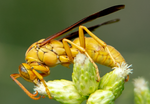 Golden Paper Wasp (male Polistes flavus), Desert Broom SP-W