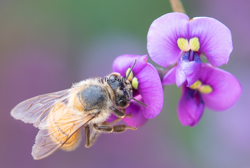 Honey Bee Apis mellifera Purple Lilac Vine Arizona 