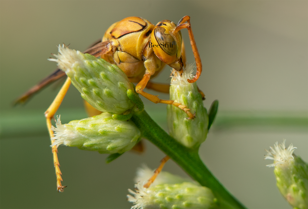 Golden Paper Wasp (male Polistes flavus), Desert Broom SP-W