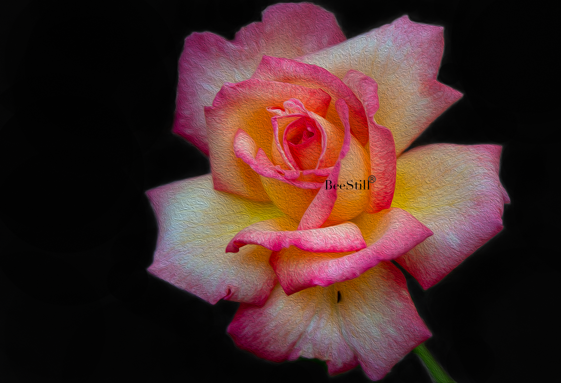 Sheila’s Perfume Rose